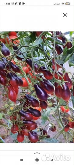 Семена коллекционных томатов