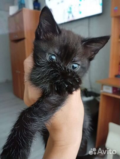 Кошка в дар бесплатно