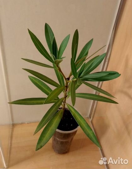 Олеандр махровый