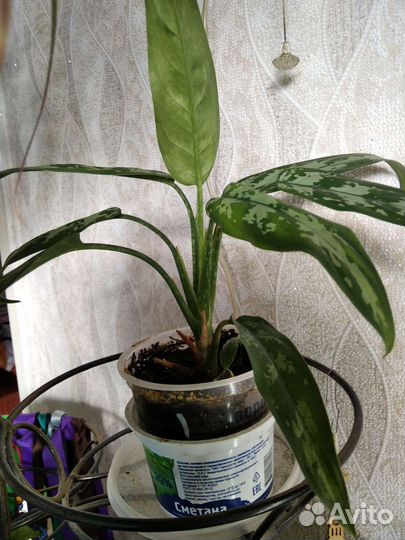 Диффенбахия