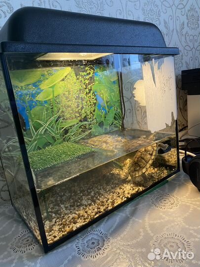 Черепаха с аквариумом