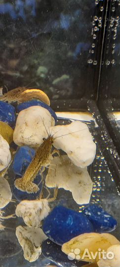 Аквариум со всем содержимым