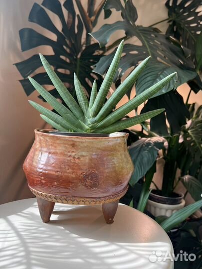 Сансевьерии сортовые