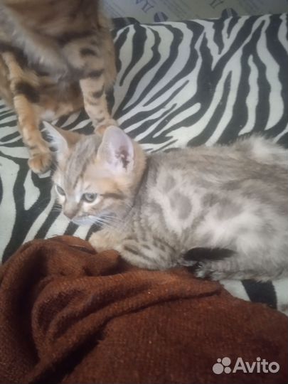 Бенгалочка