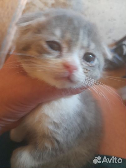 Котенок мальчик 1.5 м