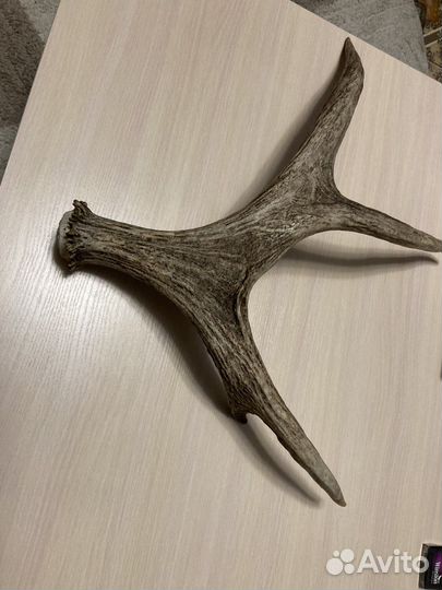 Рога лося 4летнего