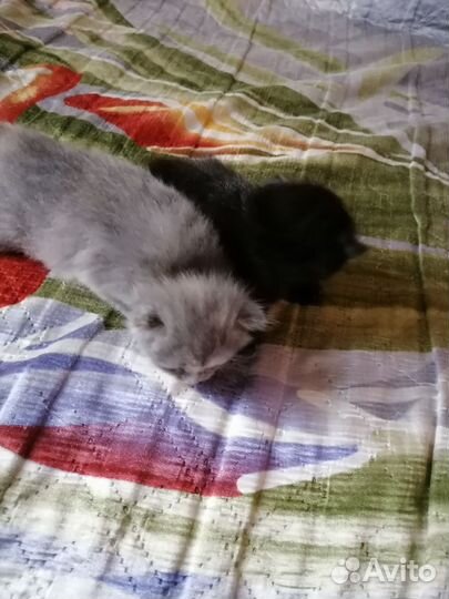 Отдам котят в добрые руки