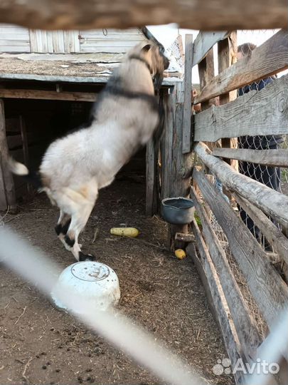 Нубийский козел