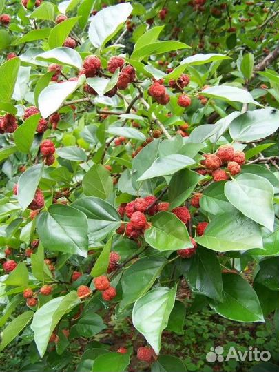 Саженцы Кудрании / Клубничное дерево