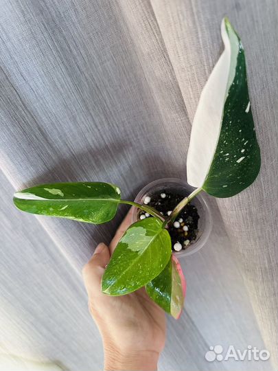 Филодендроны вариегатные