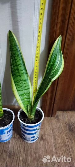 Сансевиерия трехполосная