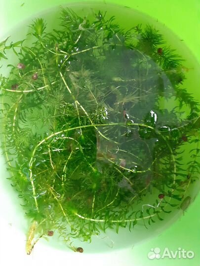 Эладея аквариумная