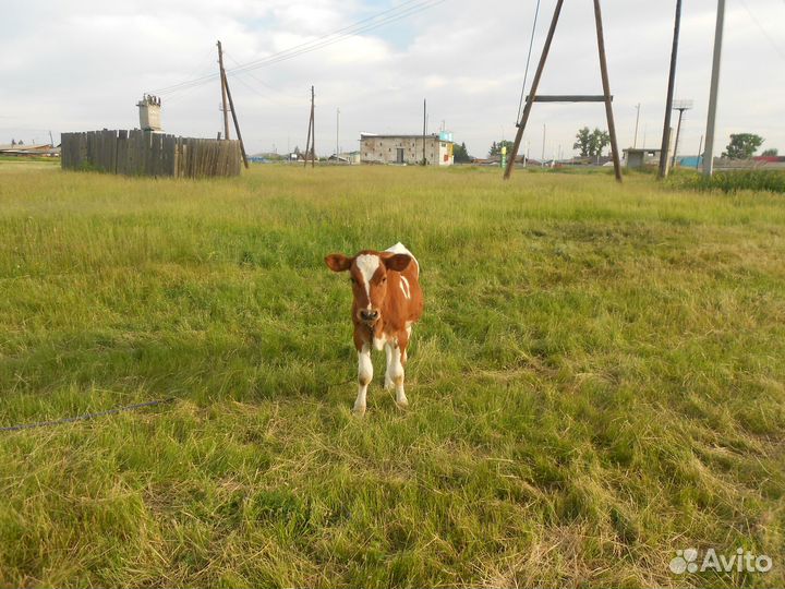 Бычок и телка