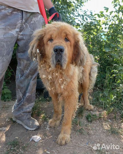 Отдам бесплатно