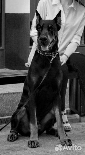 Вязка Доберман