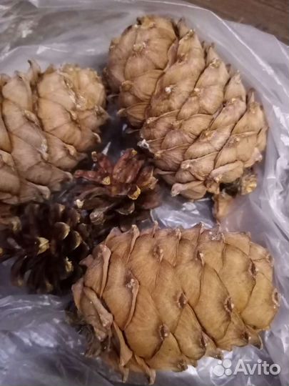 Природные материалы для поделок разные шишки