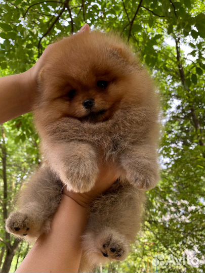 Шикарный мальчик