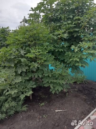 Саженцы каштана конского