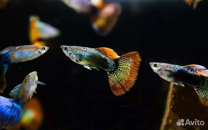 Аквариумные рыбки оптом