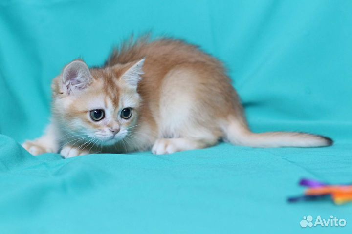 Шотландская девочка в золотом окрасе