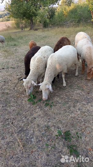 Овцы бараны