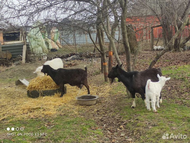 Козел и Козы дойные