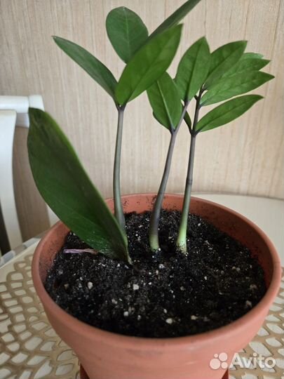 Замиокулькас