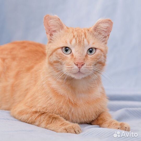 Солнечный котик