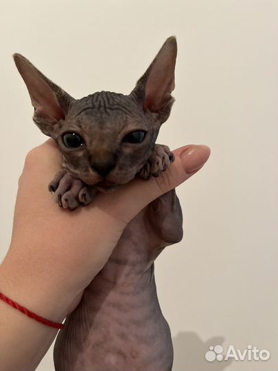 Канадский сфинкс