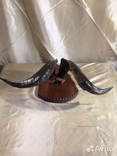 Рога Антилопа