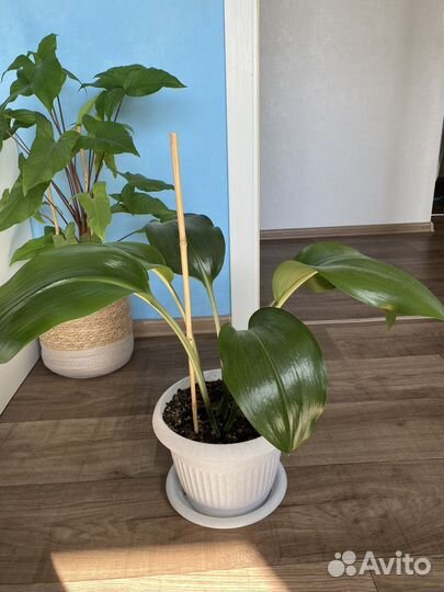 Комнатные растения