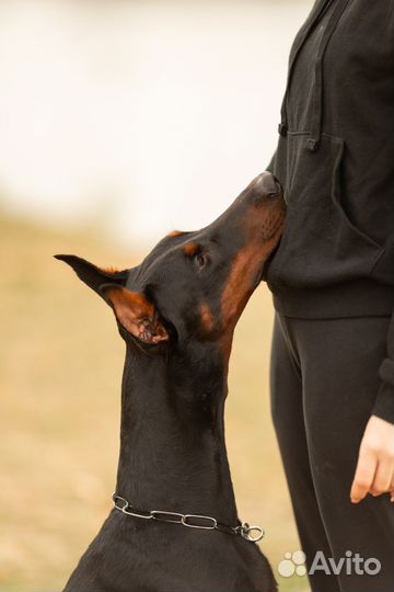 Фотосессия с доберманом