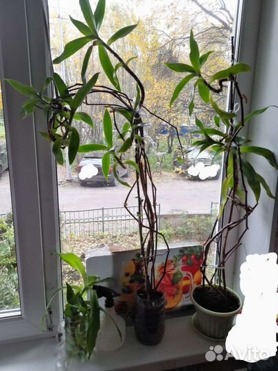 Цветок золотой ус