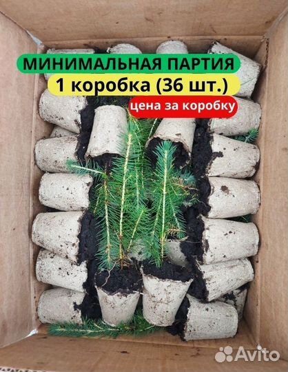 Саженцы сосны обыкновенной зкс в розницу