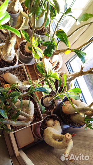 Адениум взрослый