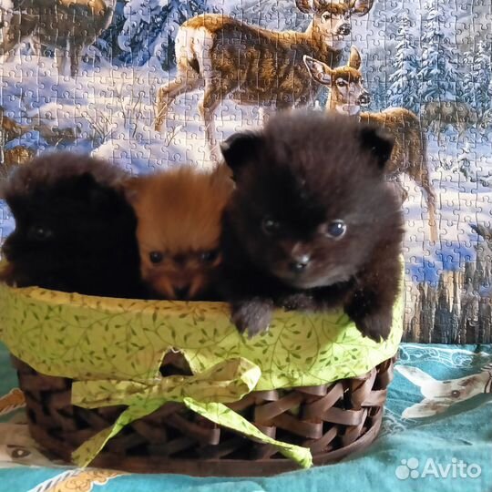 Щенки померанского шпица