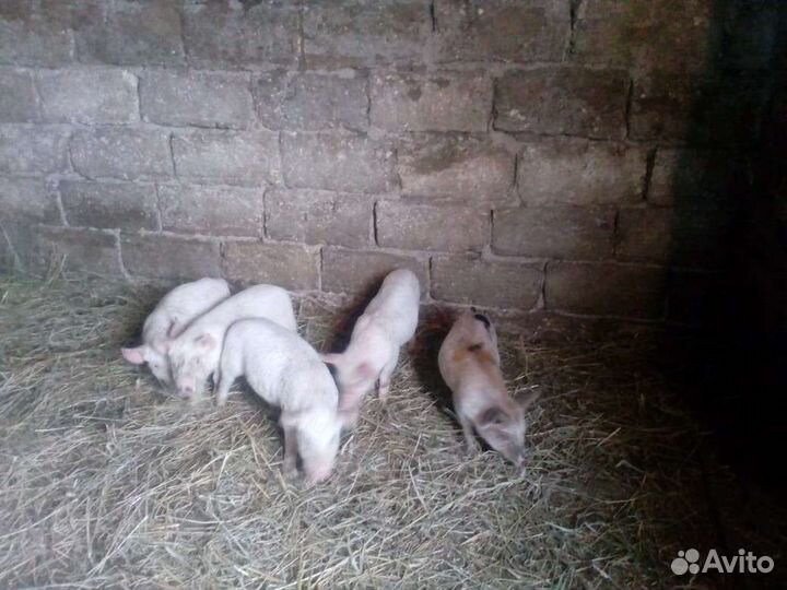 Поросята