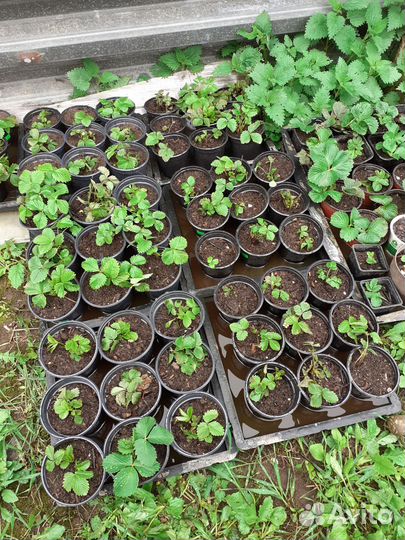 Рассада клубники,земляника