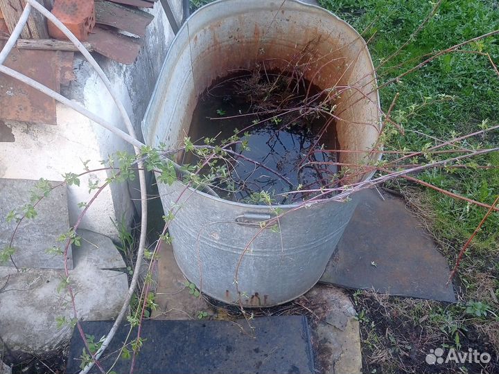 Чёрная малина, саженцы