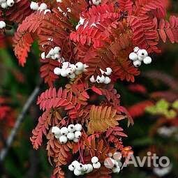 Рябина белоплодная