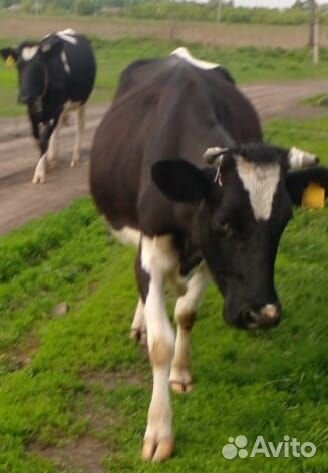 Продам коров