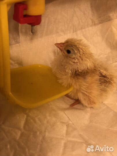 Яйца инкубационные Доминант папа Леггорн