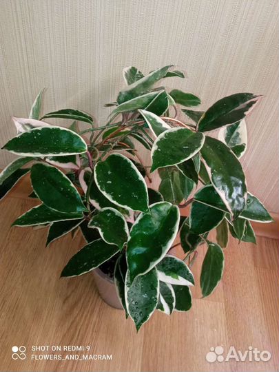 Хойи срезом