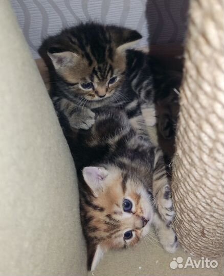 Шотландские котята