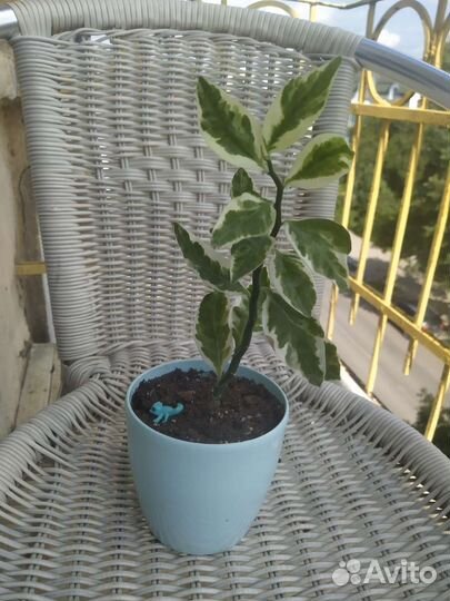 Комнатные цветы