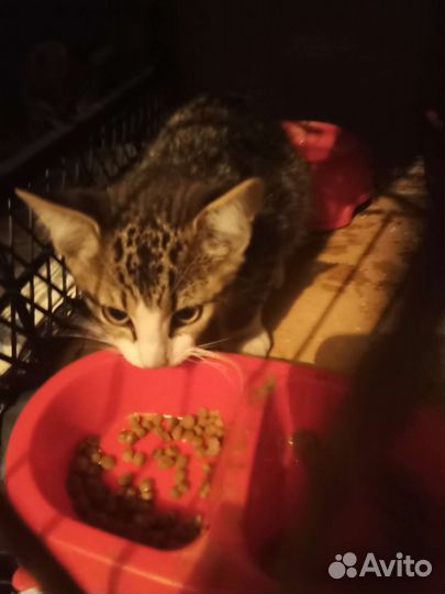 Котенок в ответственные руки