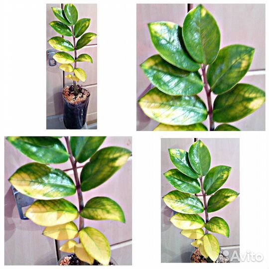 Продам шикарные вариегатные замиокулькасы