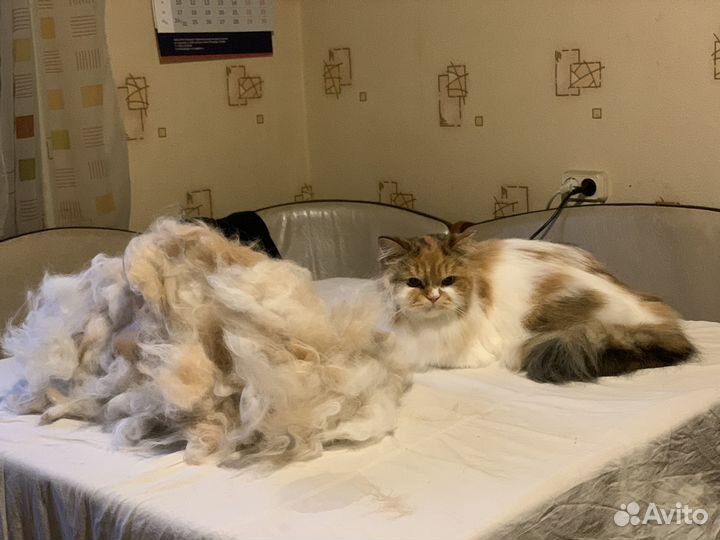 Груминг кошек экспресс-линька