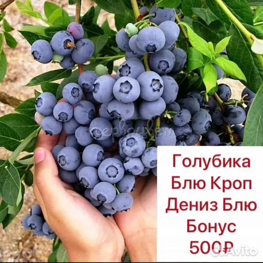 Blu авито. Голубика Дениз Блю высота. Виноград черный со вкусом голубики 1кг.