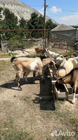 Коза нубийская